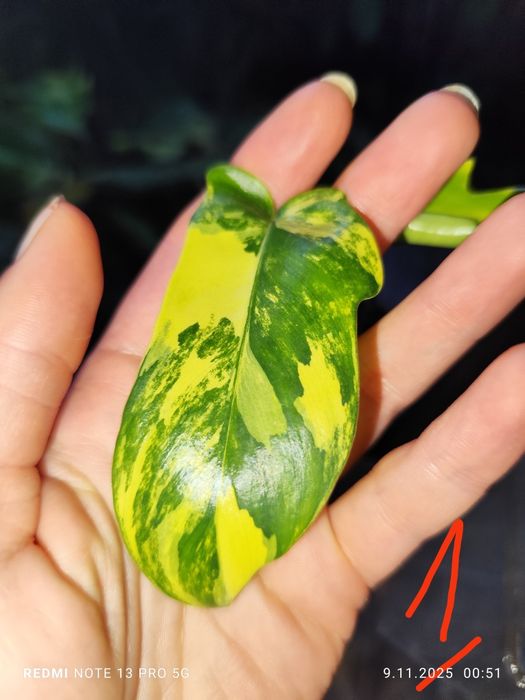 Philodendron Florida Beuty