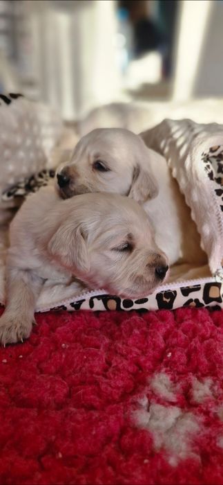 Golden Retriever FCI,  piesek zkwp