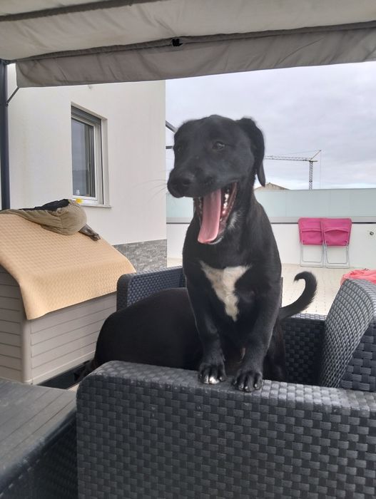 Ofereço casal de cães irmãos