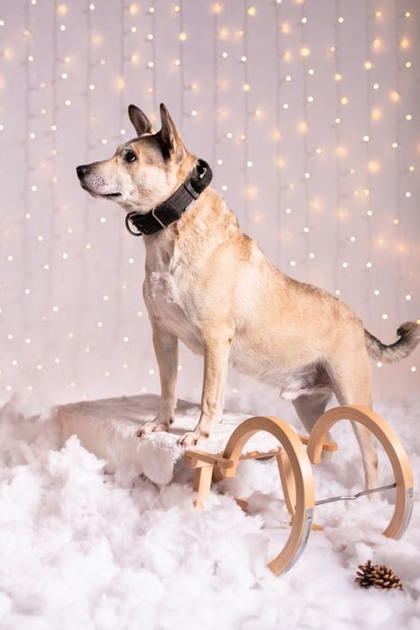 Kochany Lobo w typie TTB do adopcji!