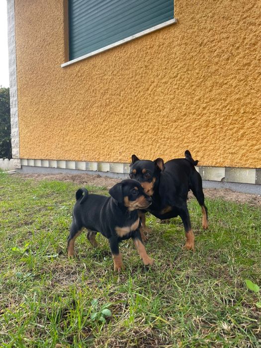 Pinscher Macho/ Fêmea