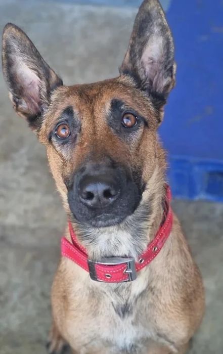 Młoda suczka Falka w typie owczarek belgijski malinois do adopcji!