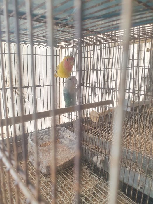 Agapornis casais disponiveis preço por cada casal