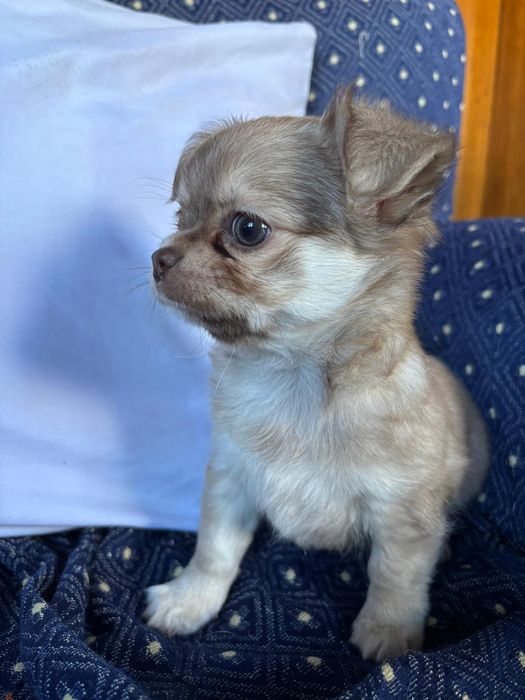 Chihuahua de pêlo longo