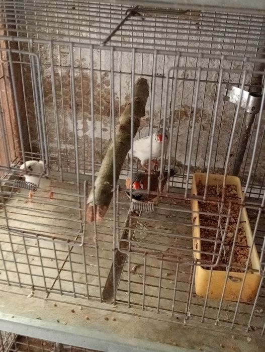 Vendo casais de mandarins