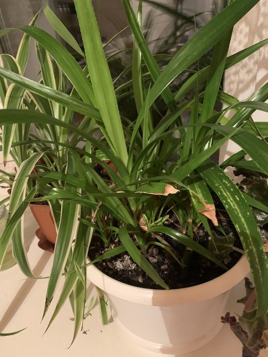 Продам квітку Панданус Вейча