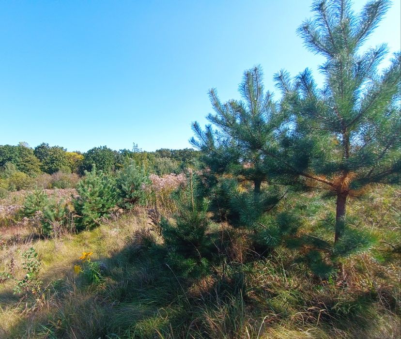 Продаж ділянок біля лісу