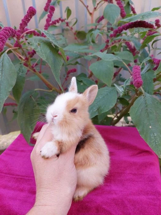 Нідерландські міні кролики