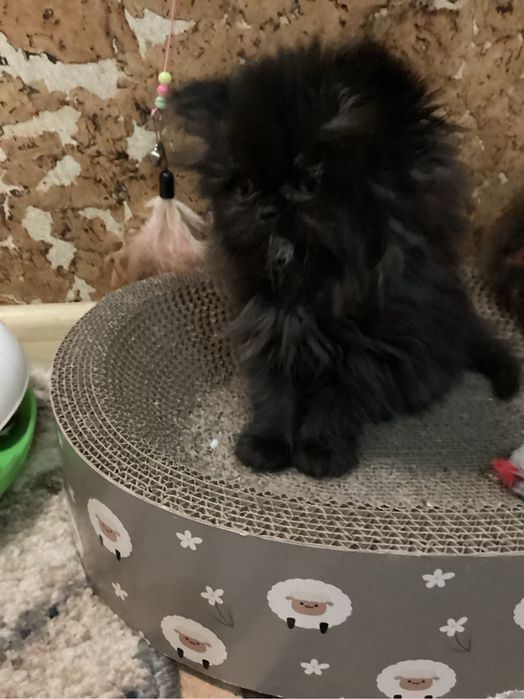 Pers kocurek  czarno czekoladowy