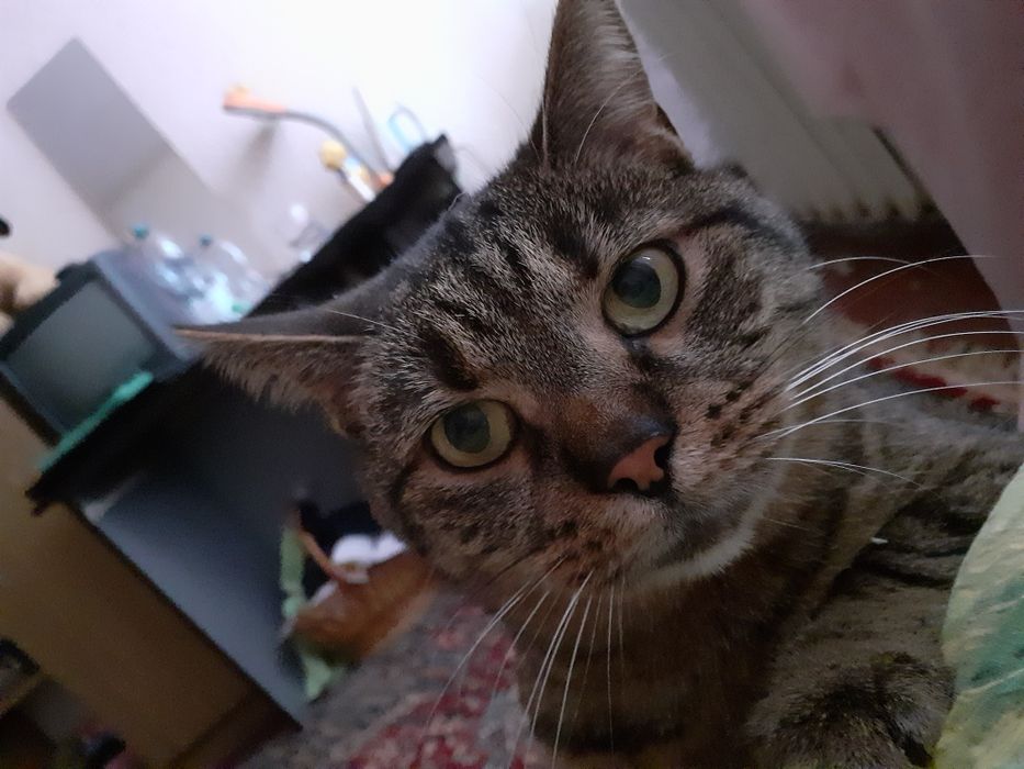 Подарю кошечку в хорошие руки