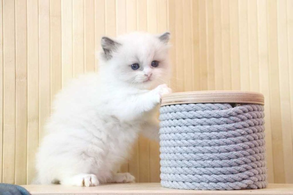 Неймовірно милий кошеня РЕГДОЛЛ//Ragdoll , хлопчик, блю біколор.