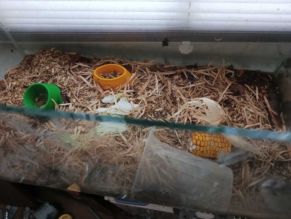 chomiki z  akwarium duzym ,