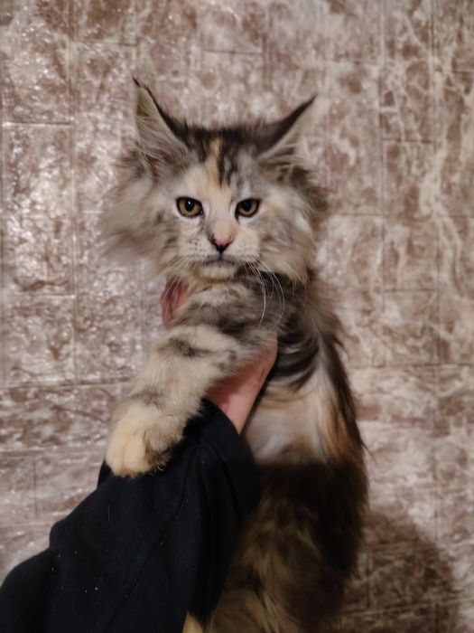 Свободны две лапули