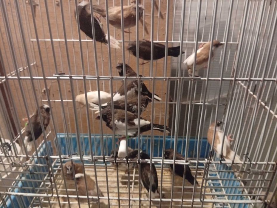 Agapórnis caturras bengalins kakariquis e red rumped