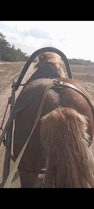 Продам жеребця з документами