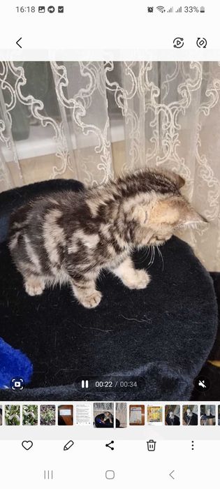 Шотландский мальчик черный мрамор на золоте