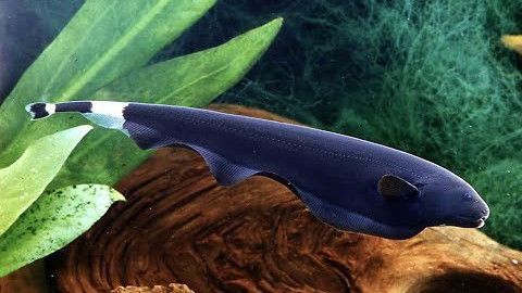 Чорний ніж рибка акваріумна