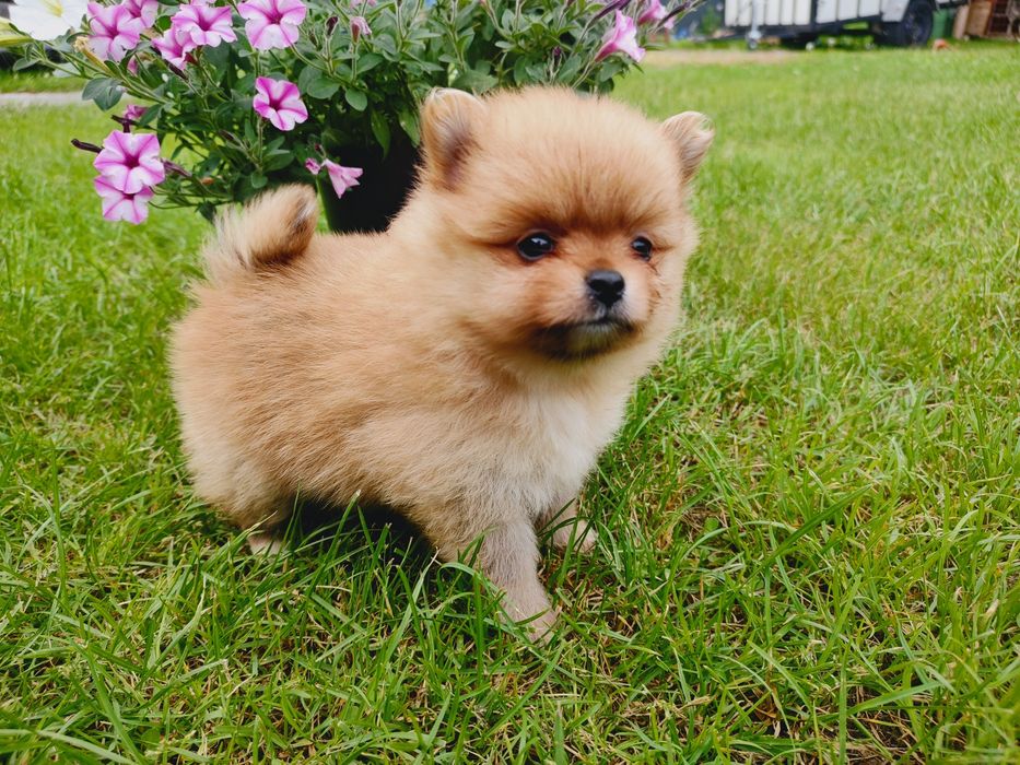 Pomeranian Szpic miniaturowy