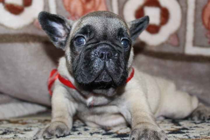 Купить девочку французского бульдога в питомнике