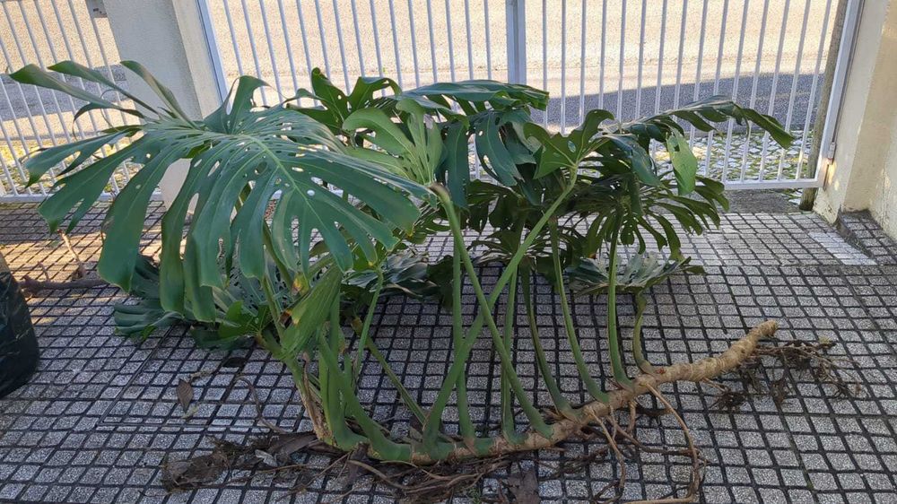 Monstera (Adulta)