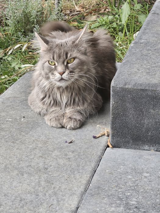 Maine Coon kremowy kocur