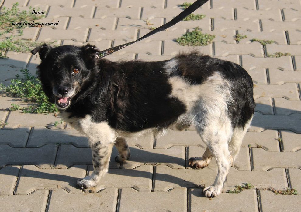 Bunio wspaniały senior