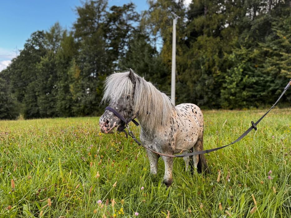 Mini kucy ogierek