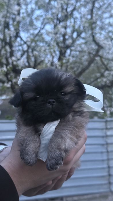 Цуценята пікінесів