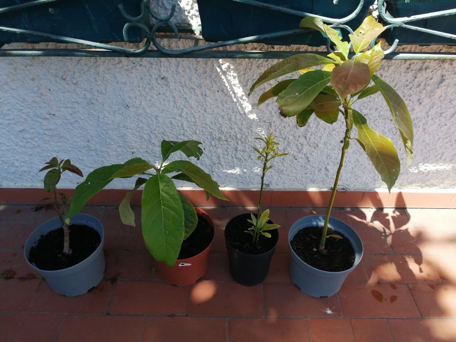 Abacateiros, árvores.