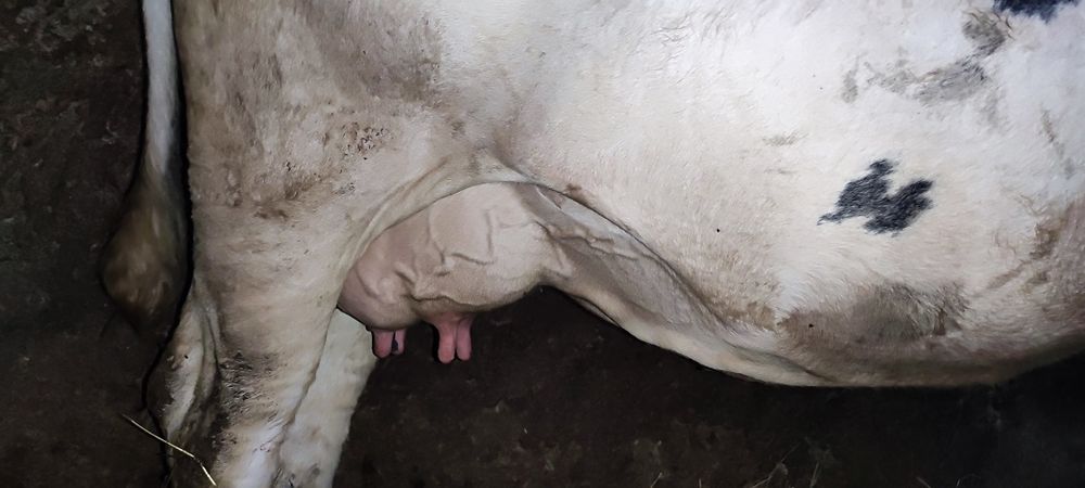 Продам нетельку (голштинку)