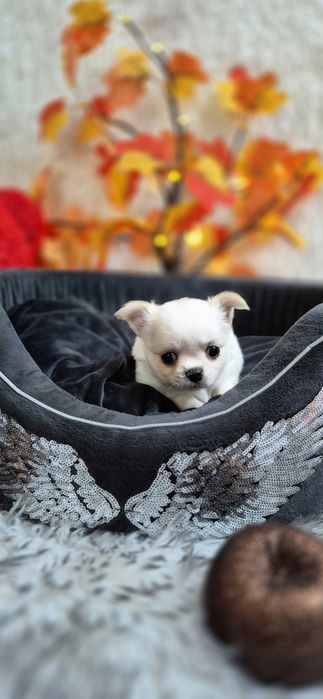 Prześliczny chłopczyk Chihuahua długowłosy