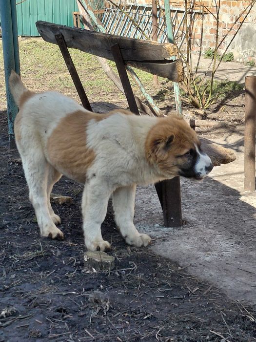 Девочка САО Алабай