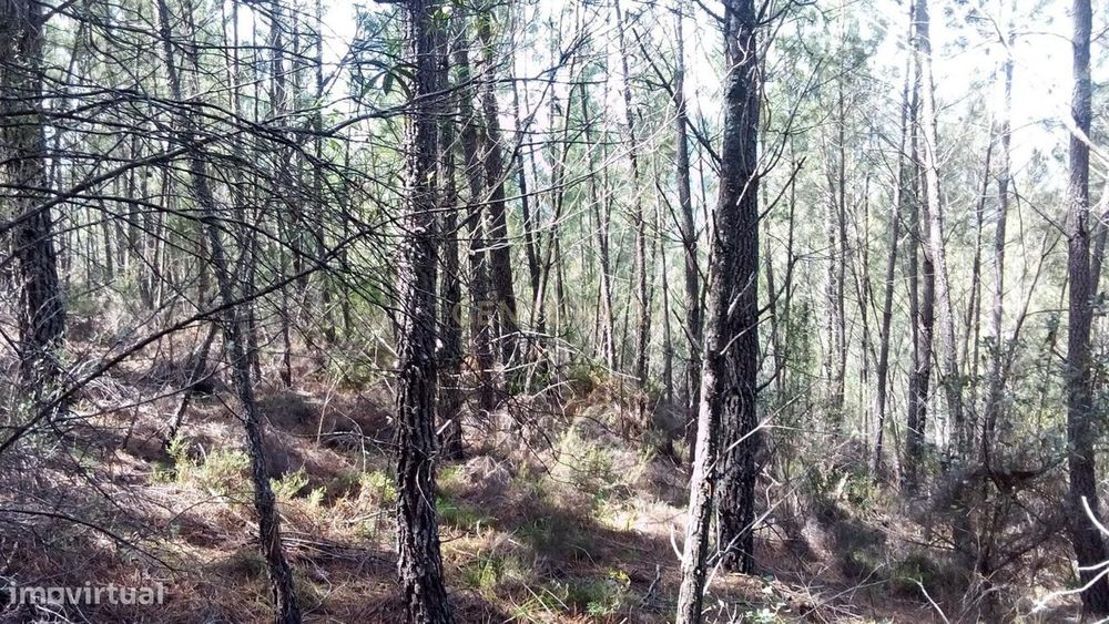 Terreno Rústico com 4.448,57 m² – Pinhal e Mato – 20.000€ Vergadinhas,