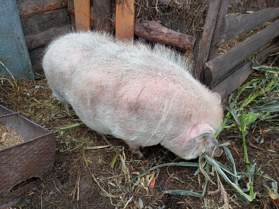 Поросята 1.5 місяця