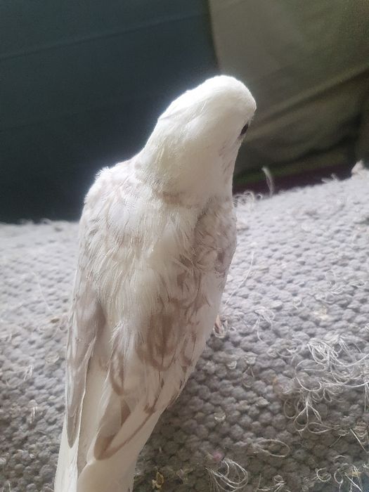 Caturras domesticadas só disponível  a branco