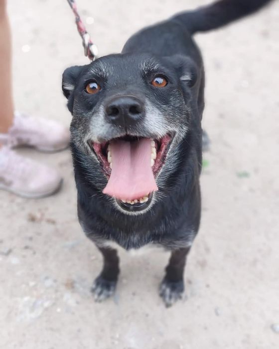 Kochany Juniorek szuka domu!