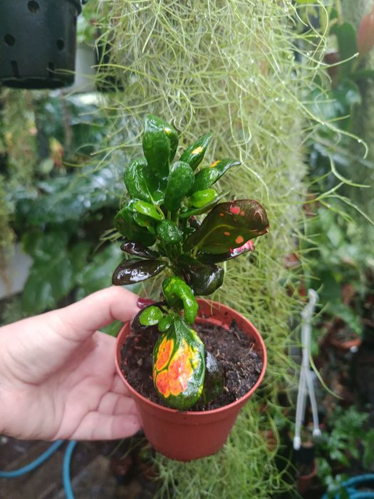Кротон Codieum Tonghoo