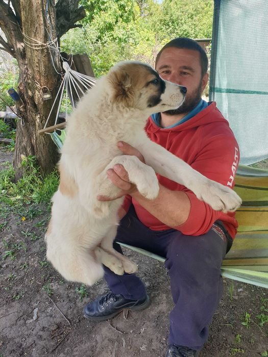 Щенки Среднеазиатская овчарка