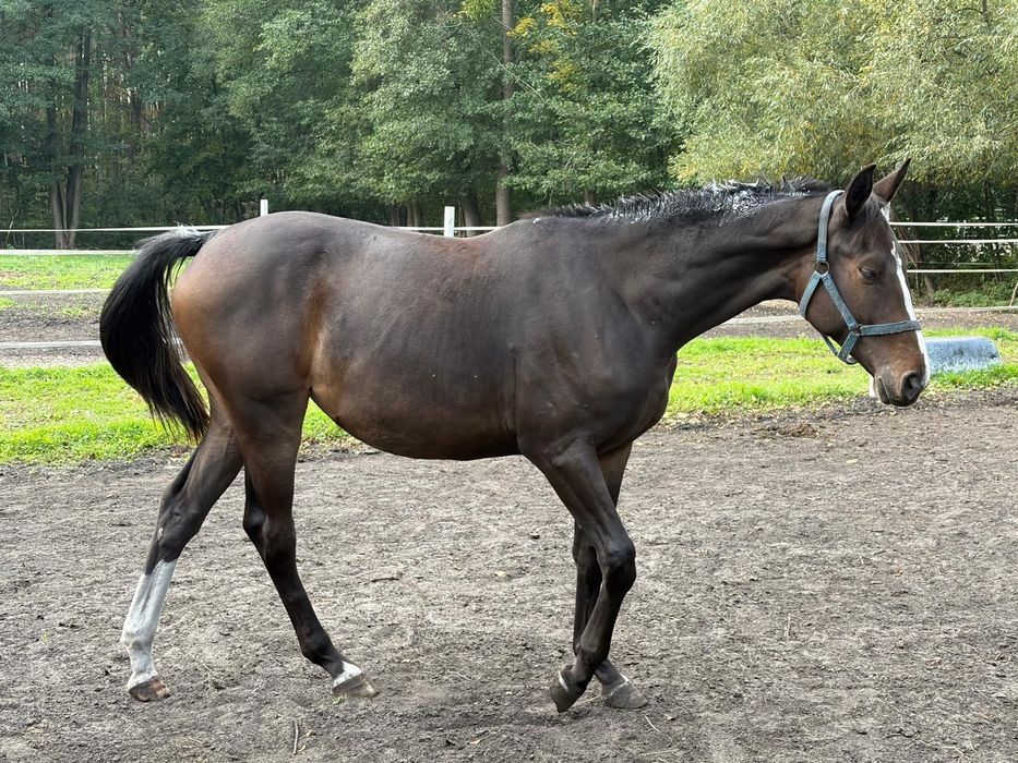 1,5 roczna klacz po Stakkato Cornet