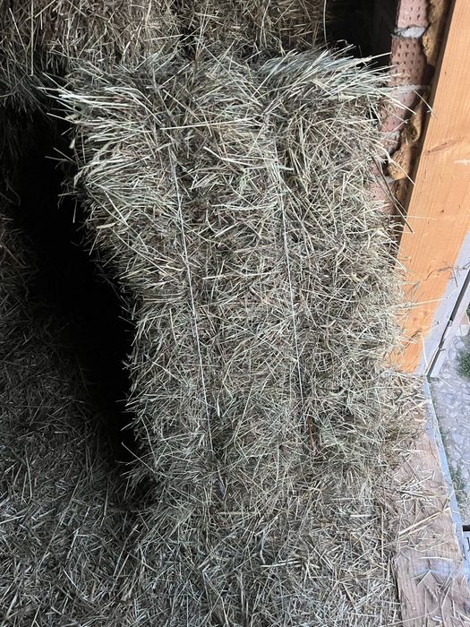 Продам тюки сіна