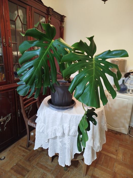 Planta natural monstera costela de Adão