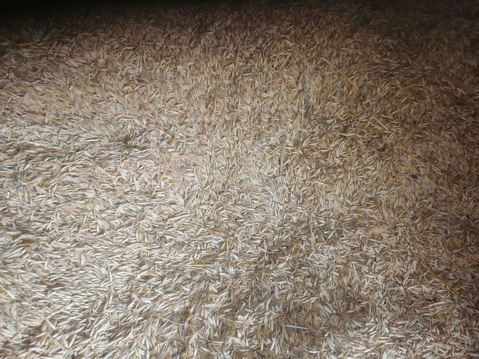 Sprzedam owies około 10ton