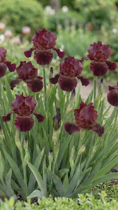 Піони та іриси.!