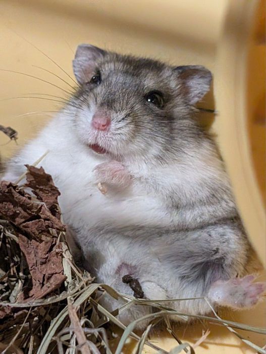 Хомʼяк молодий з кліткою