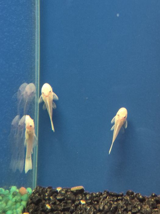 Ancitrus snow white L144 Kraków (Swoszowice)