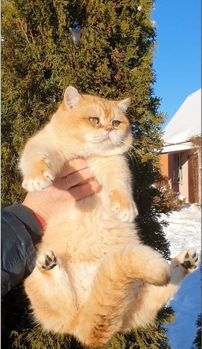 Золотий британський котик  шиншила