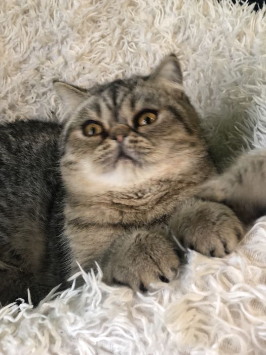 Красавица экзотка