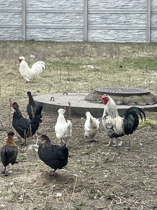 Koguty kury zwierzęta na dalszy chów