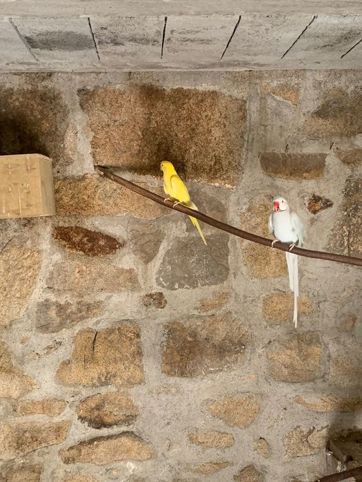 Casal Ring Neck reprodutor