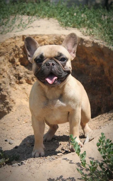 Французский бульдог девочка КСУ